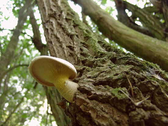 Bild Baum Pilz