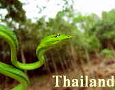Fotos Thailand und Koh Samui Bilder Impressionen